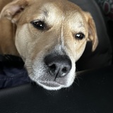 Entry image for Isla