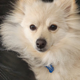 Entry image for Fozzy