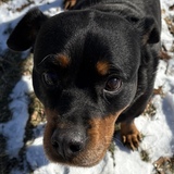 Entry image for Ginny