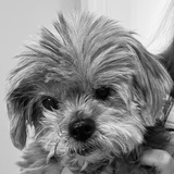 Entry image for Norma Jean