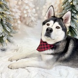 Entry image for Odin