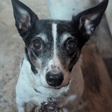 Entry image for Molly