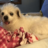 Entry image for Toby