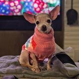 Entry image for HAZEL