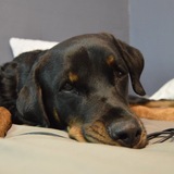 Entry image for Ahsoka