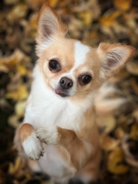 Entry image for Sandy. Clicking this image will show a larger photo