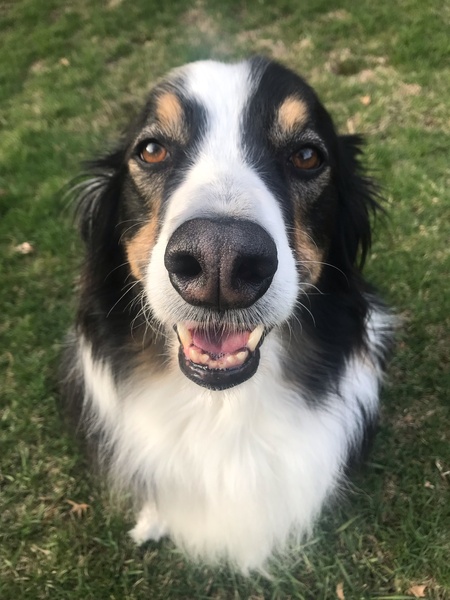 Entry image for Jake. Clicking this image will show a larger photo