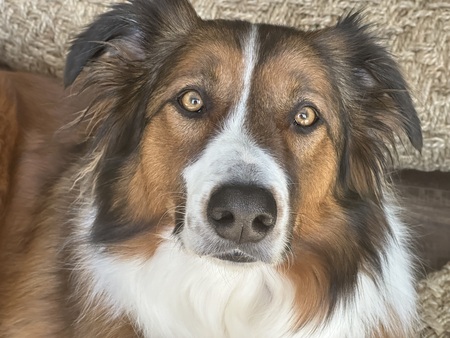 Entry image for Louie. Clicking this image will show a larger photo