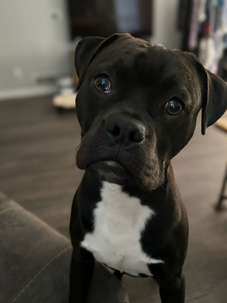 Entry image for Quint. Clicking this image will show a larger photo