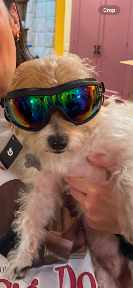 Entry image for Tuffy. Clicking this image will show a larger photo