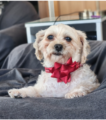 Entry image for Polly. Clicking this image will show a larger photo