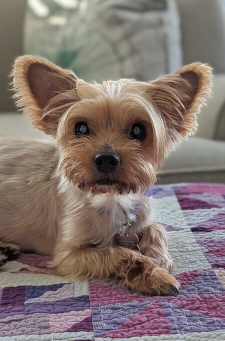 Entry image for Ally. Clicking this image will show a larger photo