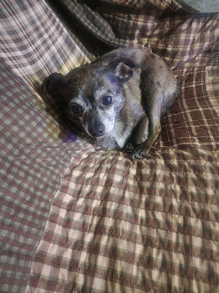 Entry image for Lilly . Clicking this image will show a larger photo