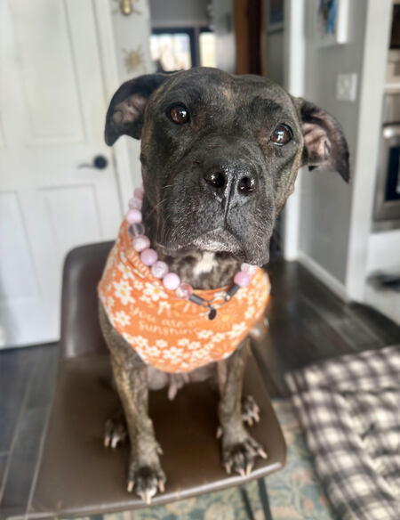 Entry image for Raven. Clicking this image will show a larger photo