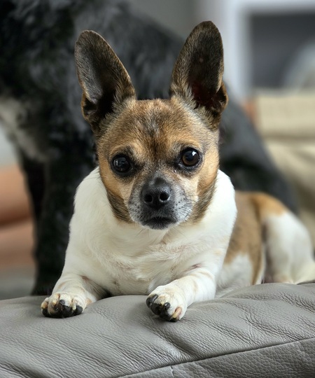 Entry image for Archie. Clicking this image will show a larger photo