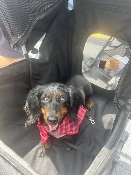 Entry image for Daisy. Clicking this image will show a larger photo