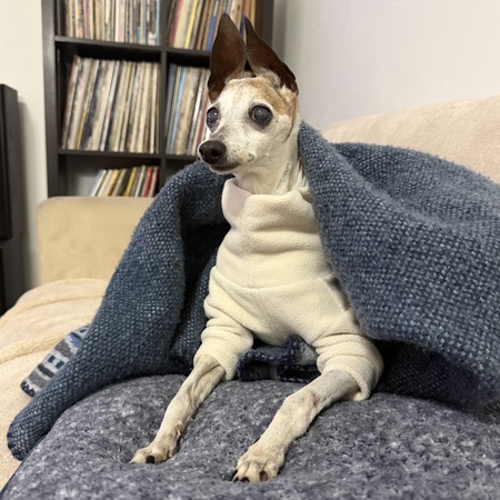 Entry image for Dot. Clicking this image will show a larger photo