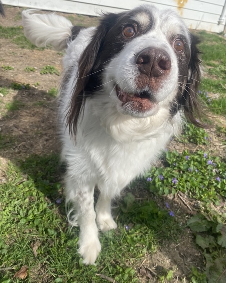 Entry image for Ozzy. Clicking this image will show a larger photo