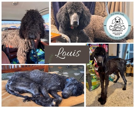 Entry image for Louis. Clicking this image will show a larger photo