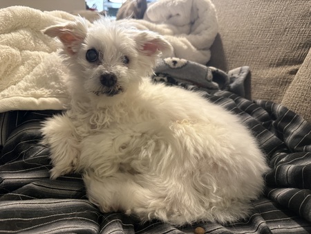 Entry image for Calvin . Clicking this image will show a larger photo