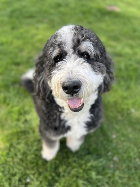 Entry image for Leo. Clicking this image will show a larger photo