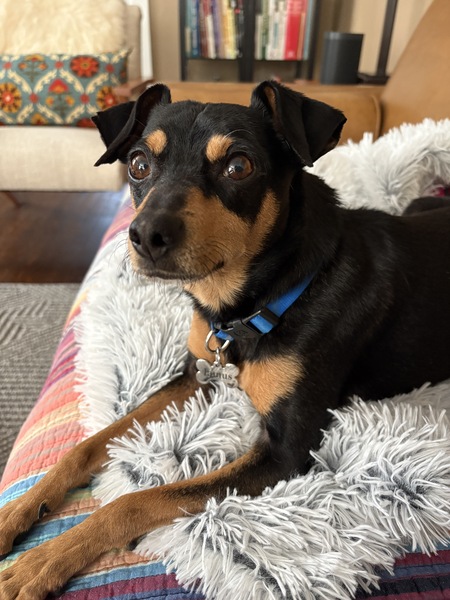 Entry image for Iamus. Clicking this image will show a larger photo