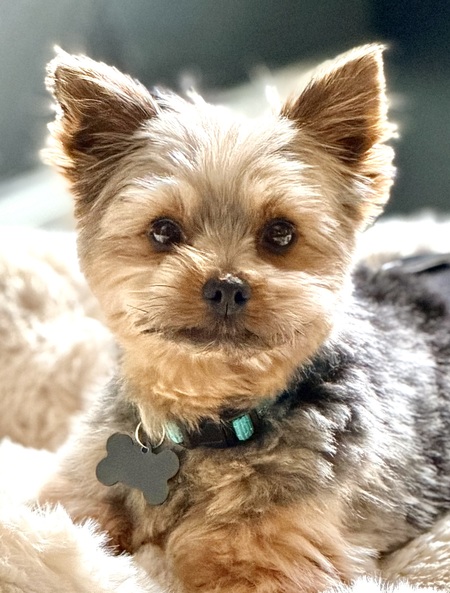 Entry image for Binks. Clicking this image will show a larger photo