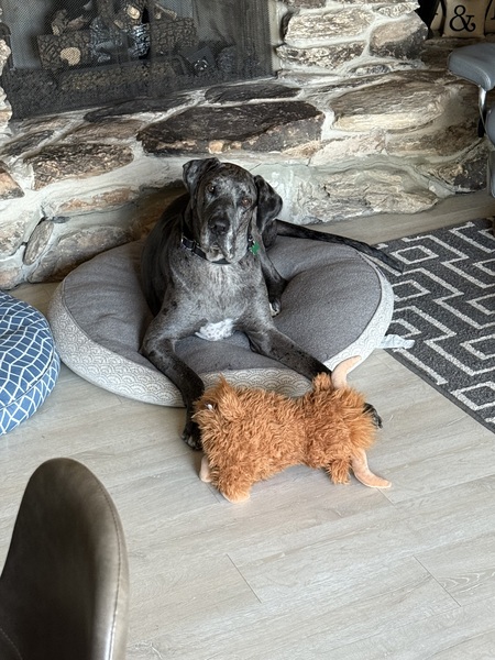 Entry image for Truman . Clicking this image will show a larger photo