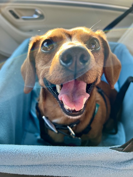 Entry image for Manny. Clicking this image will show a larger photo