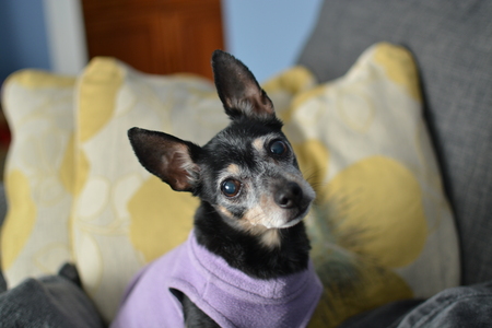 Entry image for Violet. Clicking this image will show a larger photo