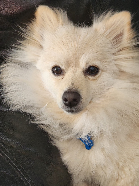 Entry image for Fozzy. Clicking this image will show a larger photo