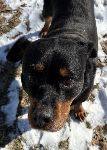 Entry image for Ginny. Clicking this image will show a larger photo