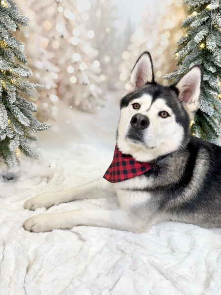 Entry image for Odin. Clicking this image will show a larger photo