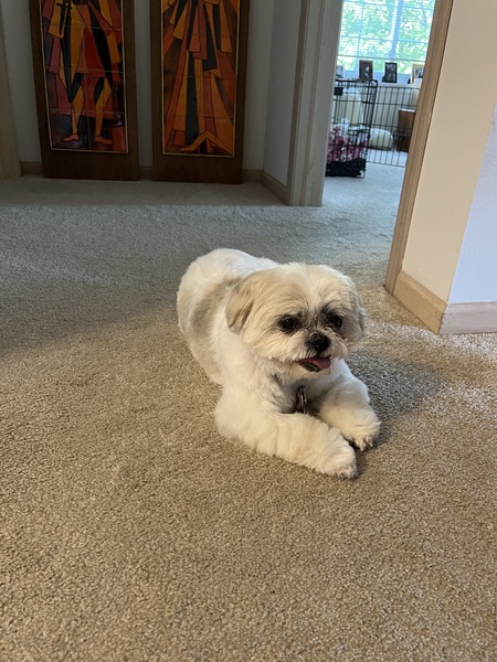 Entry image for Ivy. Clicking this image will show a larger photo