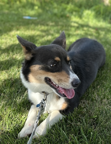 Entry image for Blue Jeans. Clicking this image will show a larger photo