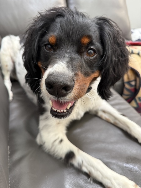 Entry image for Benny. Clicking this image will show a larger photo