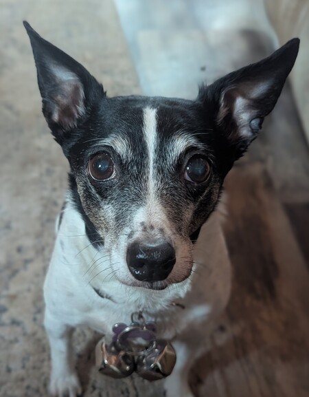 Entry image for Molly. Clicking this image will show a larger photo