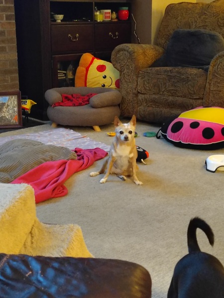 Entry image for Tekka Nut aka Teek. Clicking this image will show a larger photo