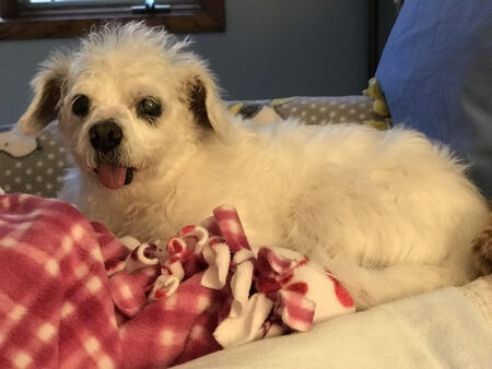 Entry image for Toby. Clicking this image will show a larger photo