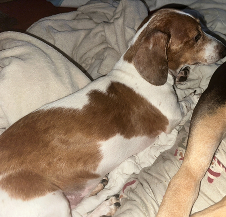 Entry image for Bently . Clicking this image will show a larger photo