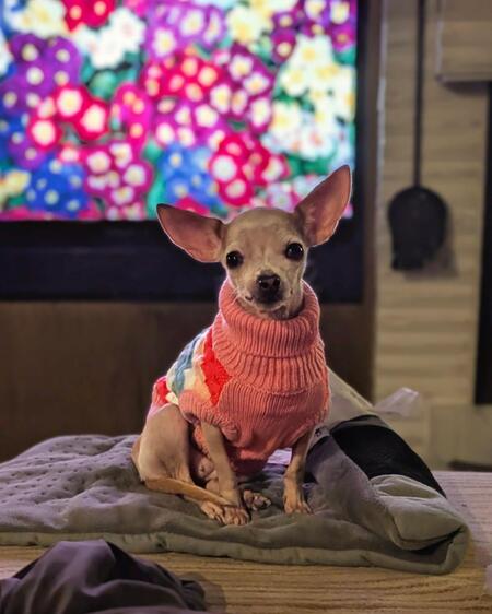 Entry image for HAZEL. Clicking this image will show a larger photo