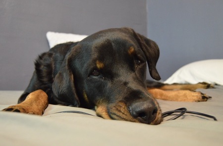 Entry image for Ahsoka. Clicking this image will show a larger photo