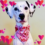 Entry image for Willow of the Brook