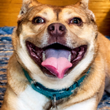 Entry image for Muttley 