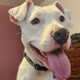 Entry image for Blueberry