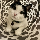 Entry image for Bodie