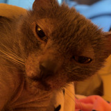 Entry image for paco