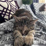 Entry image for Biscotti