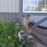 Entry image for Mikey