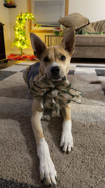 Entry image for Rip. Clicking this image will show a larger photo